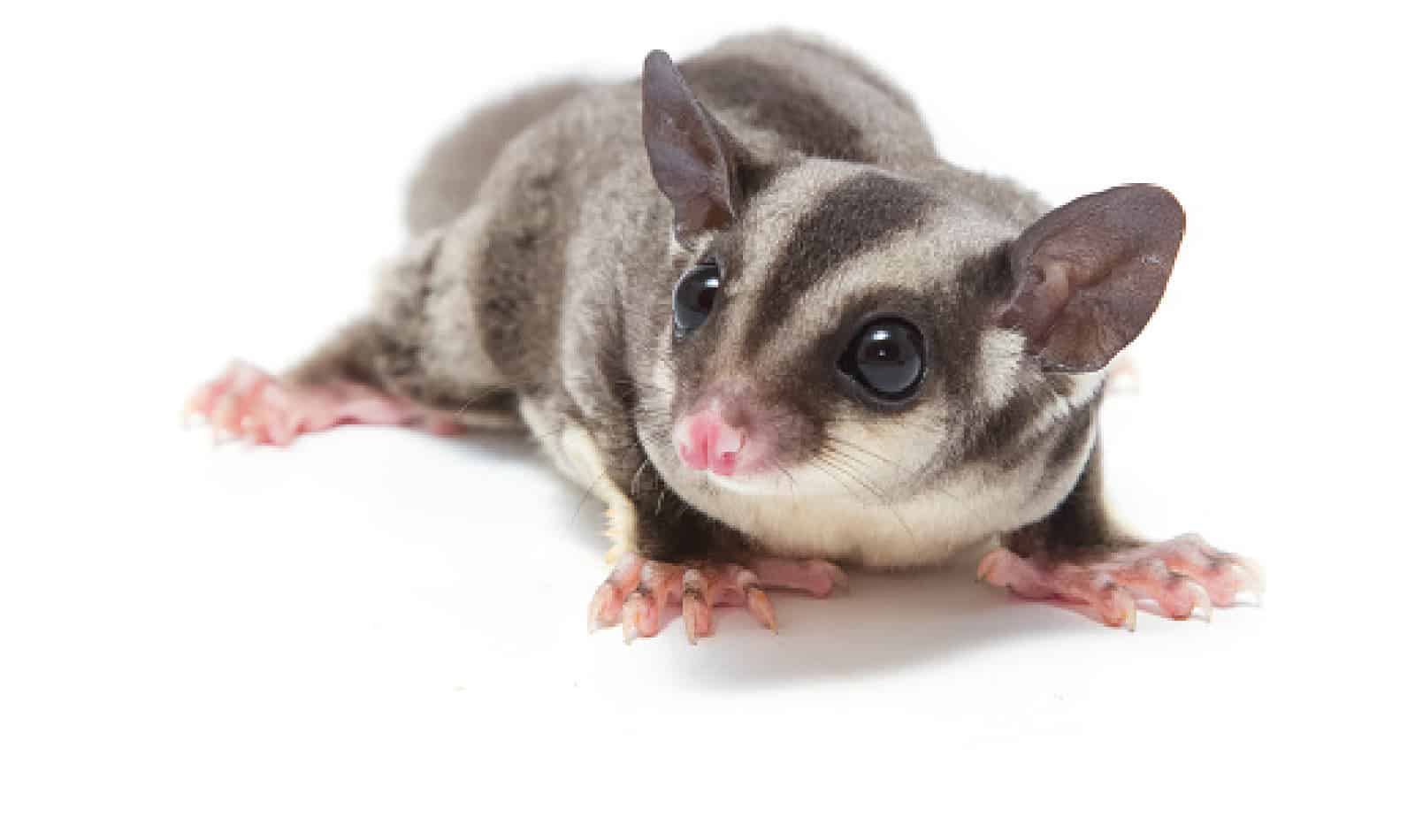 sugar glider for sale shipping